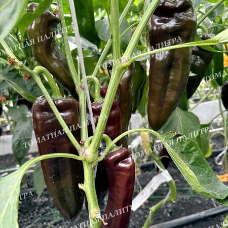 Томат Перец КОРНО ДИ ТОРО ШОКОЛАДНЫЙ (Corno di Toro Chocolate)