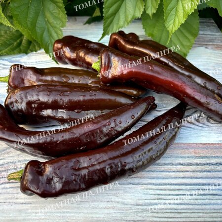 Томат Перец КОРНО ДИ ТОРО ШОКОЛАДНЫЙ (Corno di Toro Chocolate)