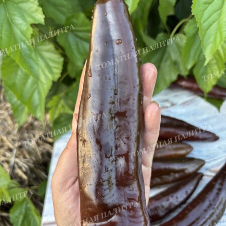 Томат Перец КОРНО ДИ ТОРО ШОКОЛАДНЫЙ (Corno di Toro Chocolate)