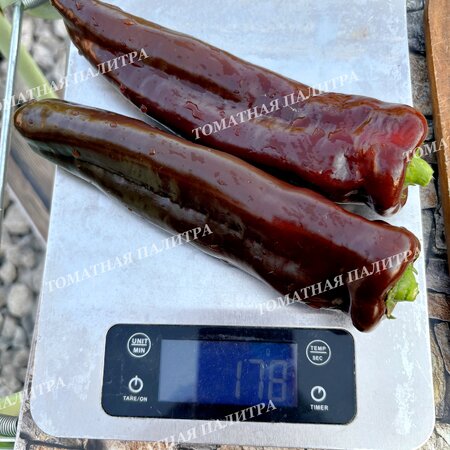 Томат Перец КОРНО ДИ ТОРО ШОКОЛАДНЫЙ (Corno di Toro Chocolate)