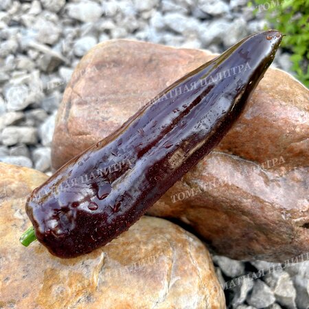 Томат Перец КОРНО ДИ ТОРО ШОКОЛАДНЫЙ (Corno di Toro Chocolate)