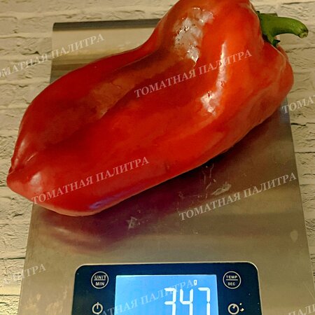 Томат Перец МЕГА ИТАЛИЯ КРАСНАЯ (Mega Italy Red)