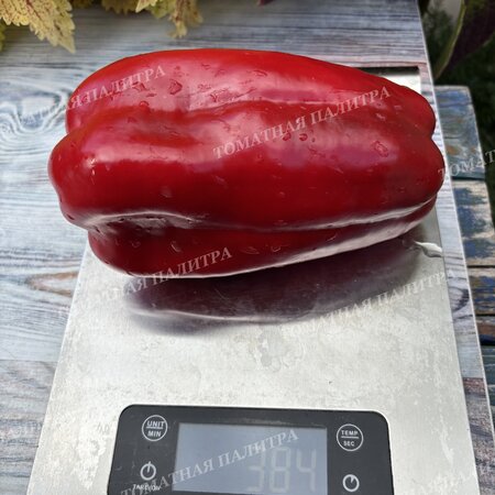 Томат Перец МЕГА ИТАЛИЯ КРАСНАЯ (Mega Italy Red)