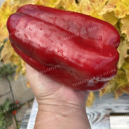Томат Перец МЕГА ИТАЛИЯ КРАСНАЯ (Mega Italy Red)