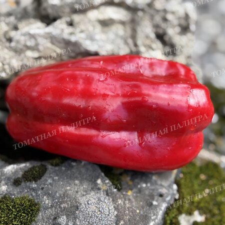Томат Перец МЕГА ИТАЛИЯ КРАСНАЯ (Mega Italy Red)