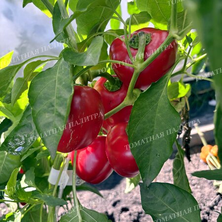 Томат Перец ГОГОШАР НАСТОЯЩИЙ СОВЕТСКИЙ 