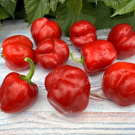 Томат Перец ГОГОШАР НАСТОЯЩИЙ СОВЕТСКИЙ 