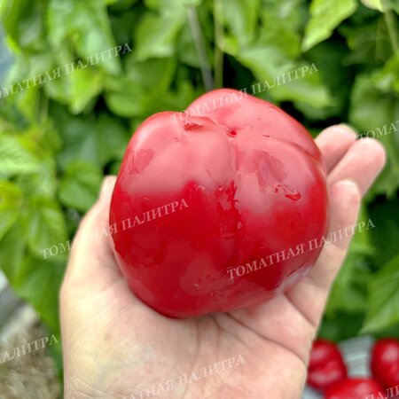 Томат Перец ГОГОШАР НАСТОЯЩИЙ СОВЕТСКИЙ 