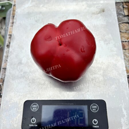 Томат Перец ГОГОШАР НАСТОЯЩИЙ СОВЕТСКИЙ 