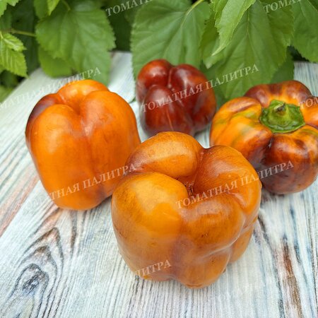 Томат Перец Гэлэкси / Галактика (Galaxy), Бельгия.