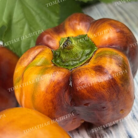 Томат Перец Гэлэкси / Галактика (Galaxy), Бельгия.