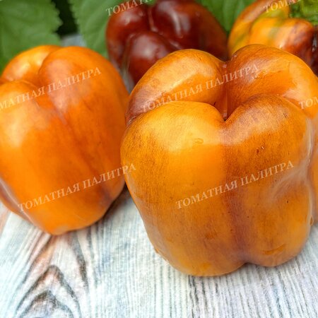 Томат Перец Гэлэкси / Галактика (Galaxy), Бельгия.