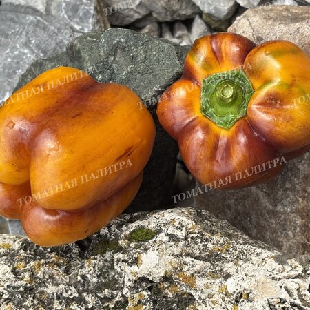 Томат Перец Гэлэкси / Галактика (Galaxy), Бельгия.