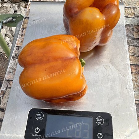 Томат Перец Гэлэкси / Галактика (Galaxy), Бельгия.