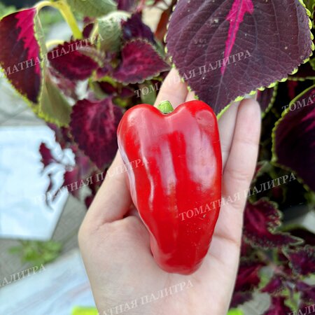 Томат Перец Долма Кандил (Dolma Kandil), Турция.