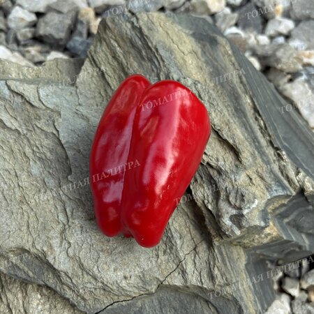 Томат Перец Долма Кандил (Dolma Kandil), Турция.