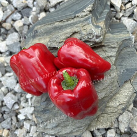 Томат Перец Долма Кандил (Dolma Kandil), Турция.