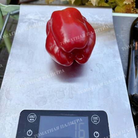 Томат Перец Долма Кандил (Dolma Kandil), Турция.