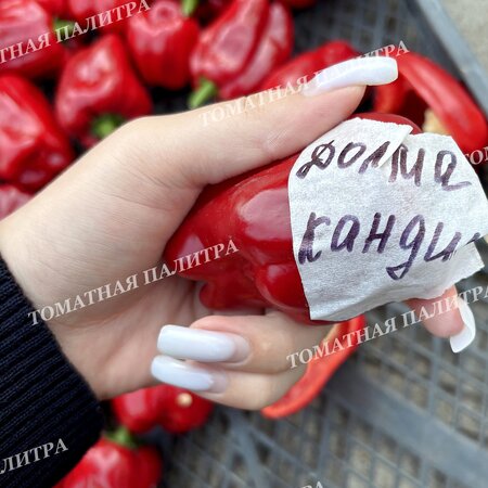 Томат Перец Долма Кандил (Dolma Kandil), Турция.