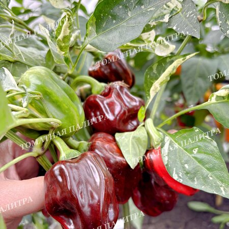 Томат Перец КЭНДИ КЕЙН Шоколад (Candy Cane Chocolate)