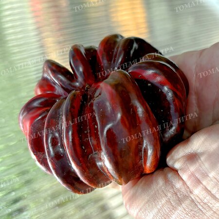 Томат Перец КЭНДИ КЕЙН Шоколад (Candy Cane Chocolate)