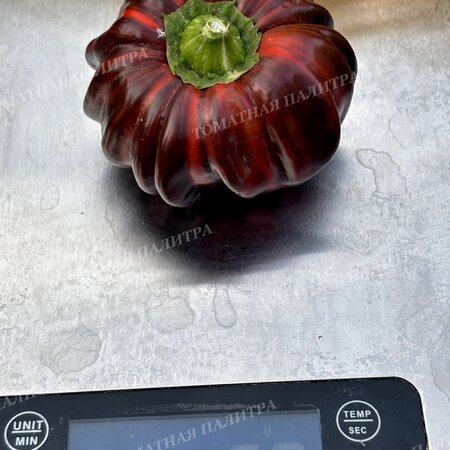 Томат Перец КЭНДИ КЕЙН Шоколад (Candy Cane Chocolate)