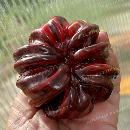 Томат Копия Перец КЭНДИ КЕЙН Шоколад (Candy Cane Chocolate)