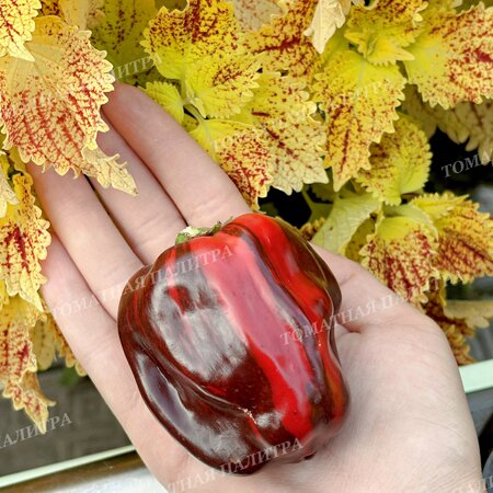 Томат Копия Перец КЭНДИ КЕЙН Шоколад (Candy Cane Chocolate)