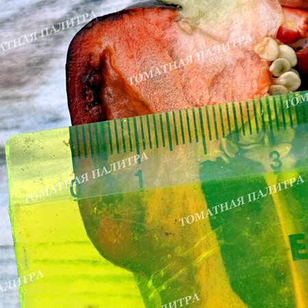 Томат Копия Перец КЭНДИ КЕЙН Шоколад (Candy Cane Chocolate)