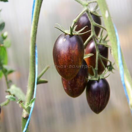 Томат Атомный виноград Бреда (Brad's Atomic Grape), США