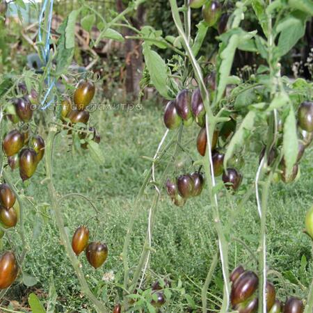 Томат Атомный виноград Бреда (Brad's Atomic Grape), США