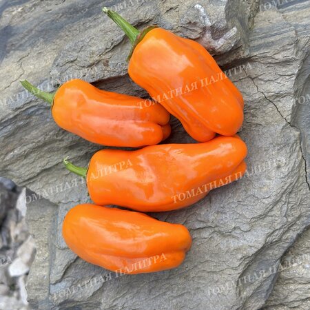 Томат Перец КЭНДИ КЕЙН ОРАНЖ (Candy Cane Orange)