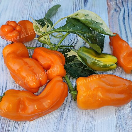 Томат  Перец КЭНДИ КЕЙН ОРАНЖ (Candy Cane Orange)