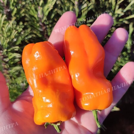 Томат  Перец КЭНДИ КЕЙН ОРАНЖ (Candy Cane Orange)