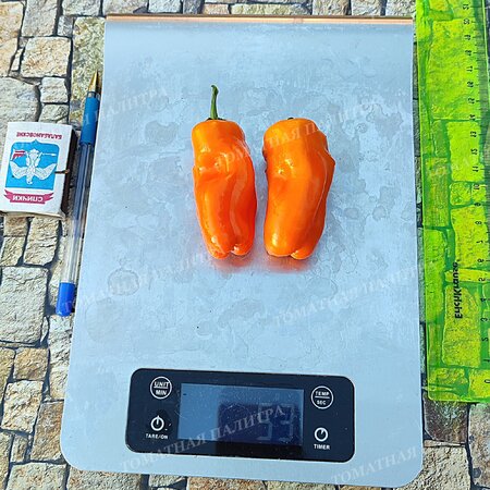 Томат  Перец КЭНДИ КЕЙН ОРАНЖ (Candy Cane Orange)