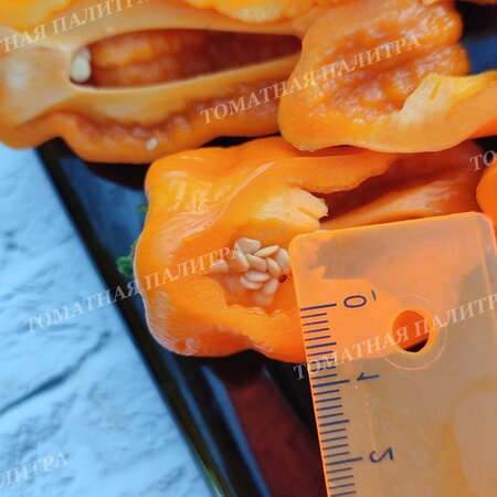 Томат  Перец КЭНДИ КЕЙН ОРАНЖ (Candy Cane Orange)