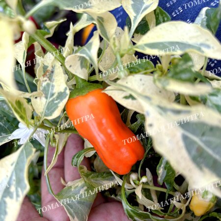 Томат  Перец КЭНДИ КЕЙН ОРАНЖ (Candy Cane Orange)