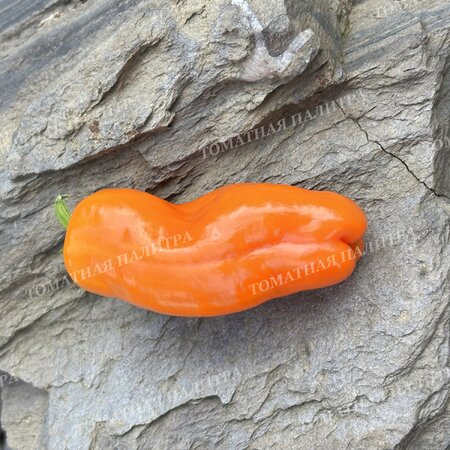 Томат  Перец КЭНДИ КЕЙН ОРАНЖ (Candy Cane Orange)