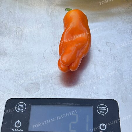 Томат  Перец КЭНДИ КЕЙН ОРАНЖ (Candy Cane Orange)