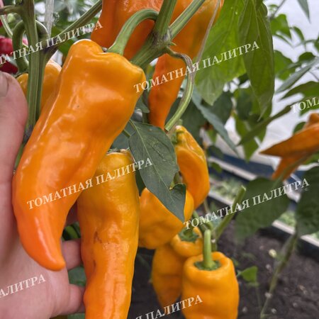 Томат Перец Маркони Золотой (Marconi Golden), Италия.