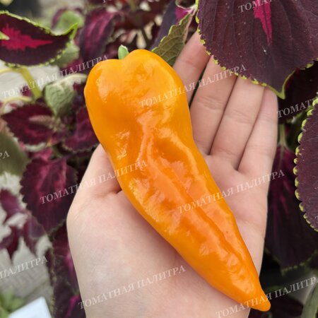 Томат Перец Маркони Золотой (Marconi Golden), Италия.