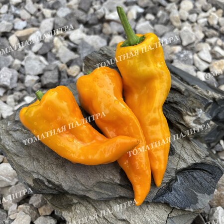 Томат Перец Маркони Золотой (Marconi Golden), Италия.