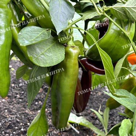 Томат Перец Палермо шоколадный (Palermo Сhocolate)