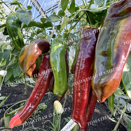 Томат Перец Палермо шоколадный (Palermo Сhocolate)