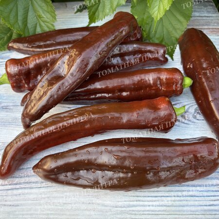 Томат Перец Палермо шоколадный (Palermo Сhocolate)