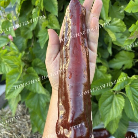 Томат Перец Палермо шоколадный (Palermo Сhocolate)