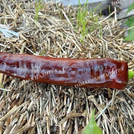 Томат Перец Палермо шоколадный (Palermo Сhocolate)