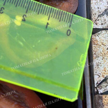 Томат Перец Палермо шоколадный (Palermo Сhocolate)