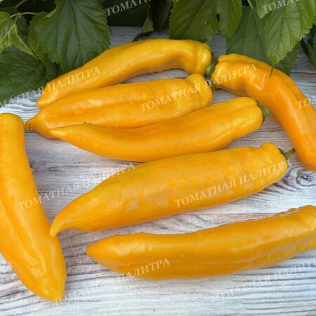 Томат Перец Палермо ЖЕЛТЫЙ (Palermo Yellow)