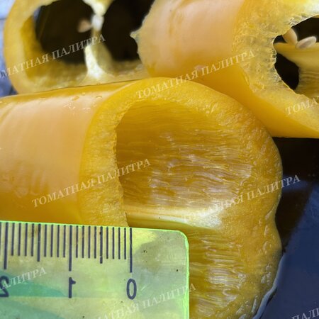 Томат Перец Палермо ЖЕЛТЫЙ (Palermo Yellow)